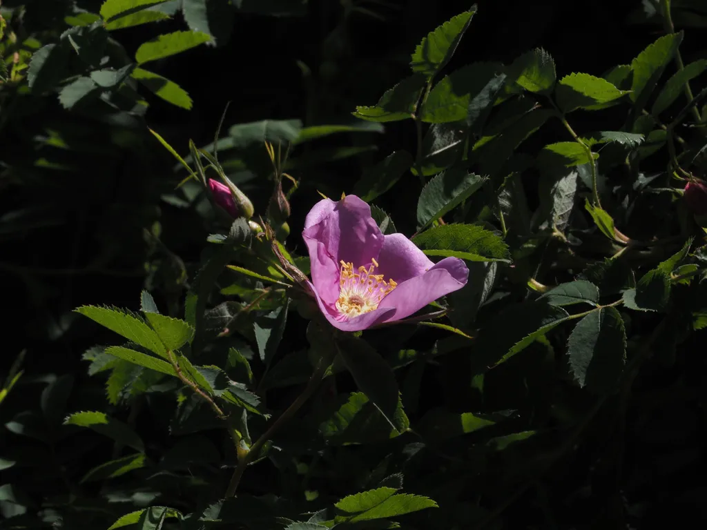 a pink flower