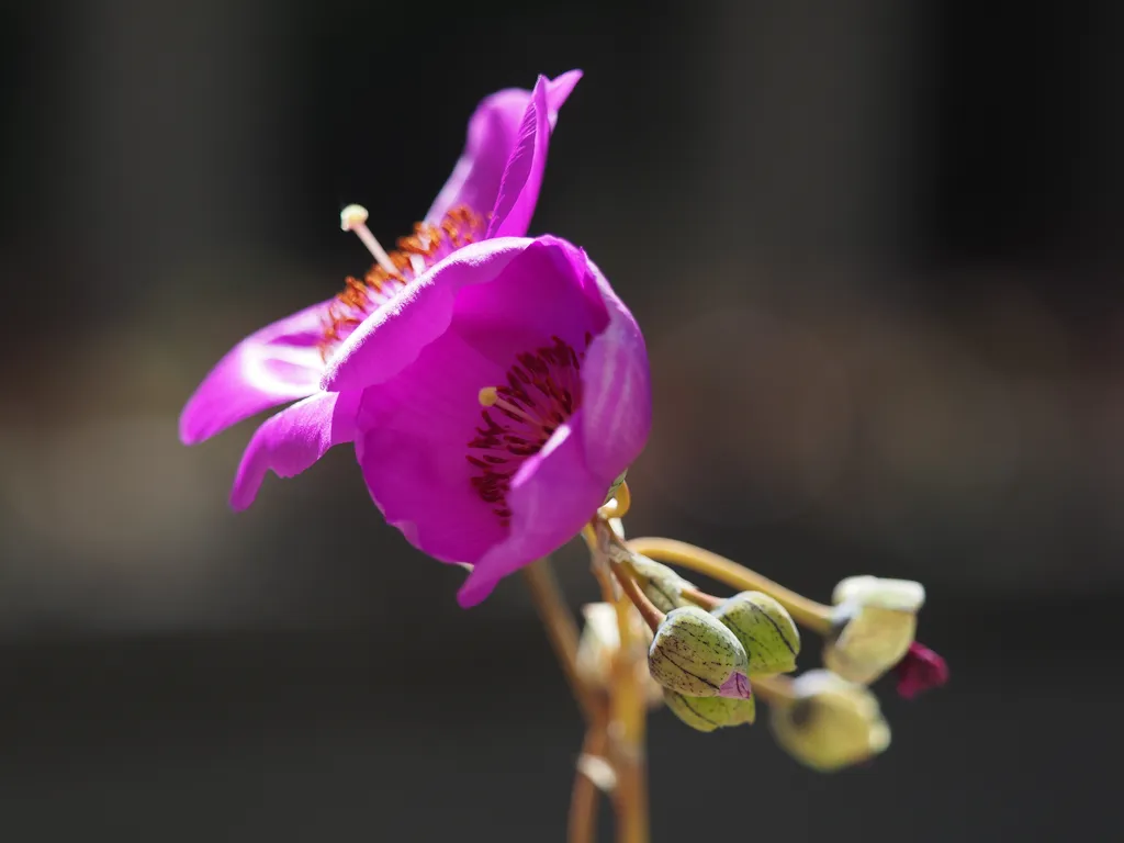 pink flowers