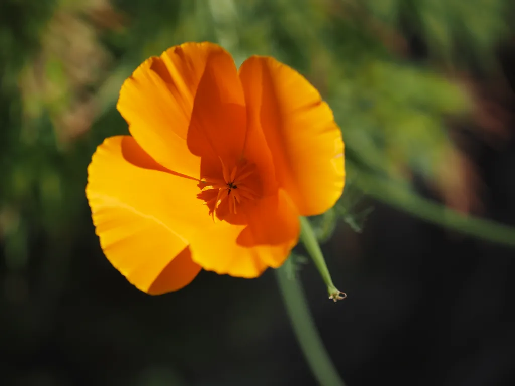 an orange flower