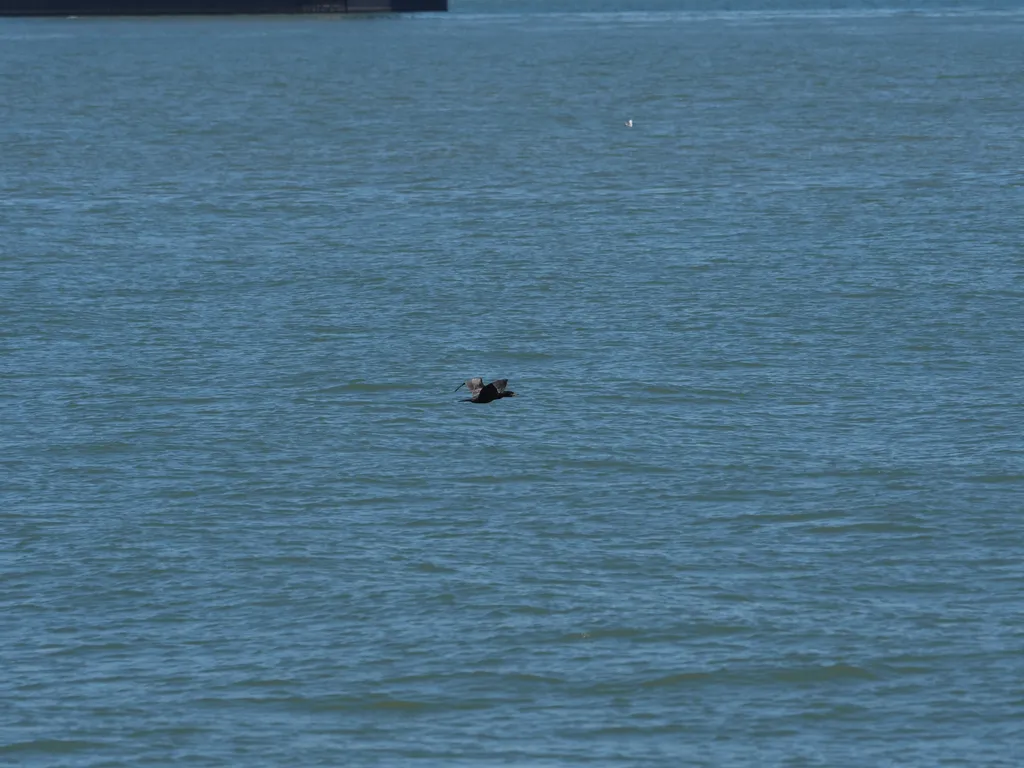 a bird flying