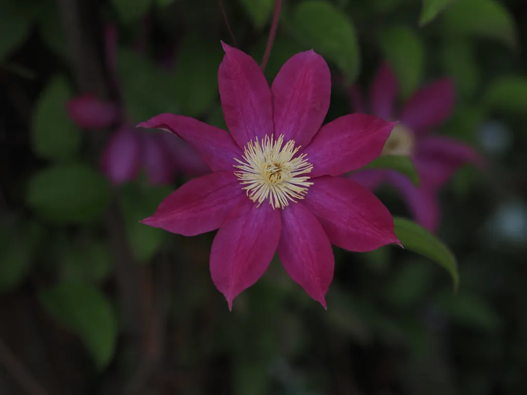 a flower