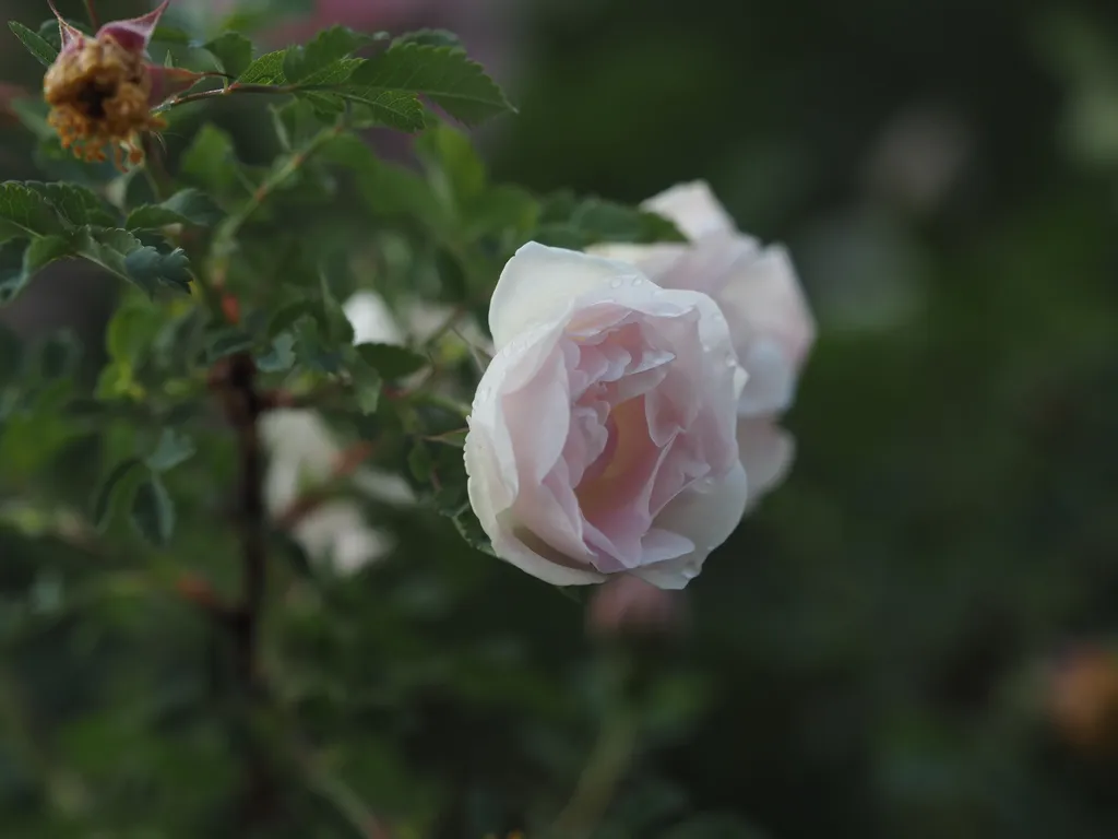 pink-white flowers