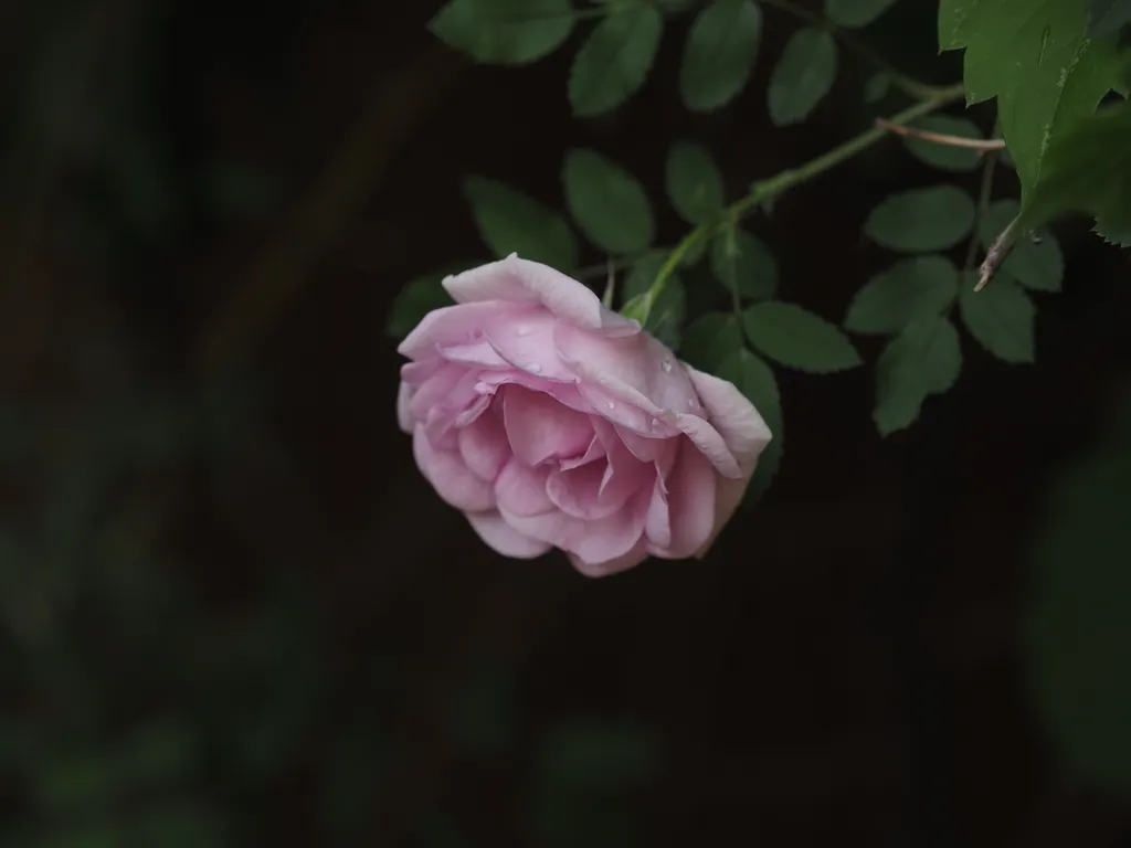 pink-white flowers
