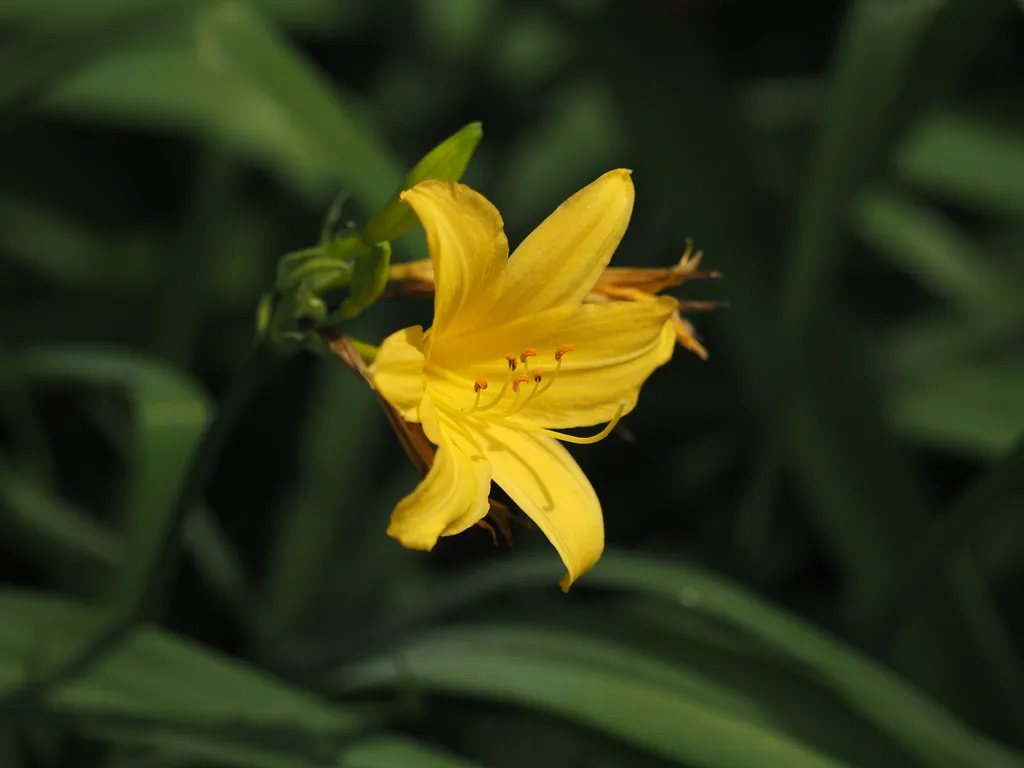 yellow flowers