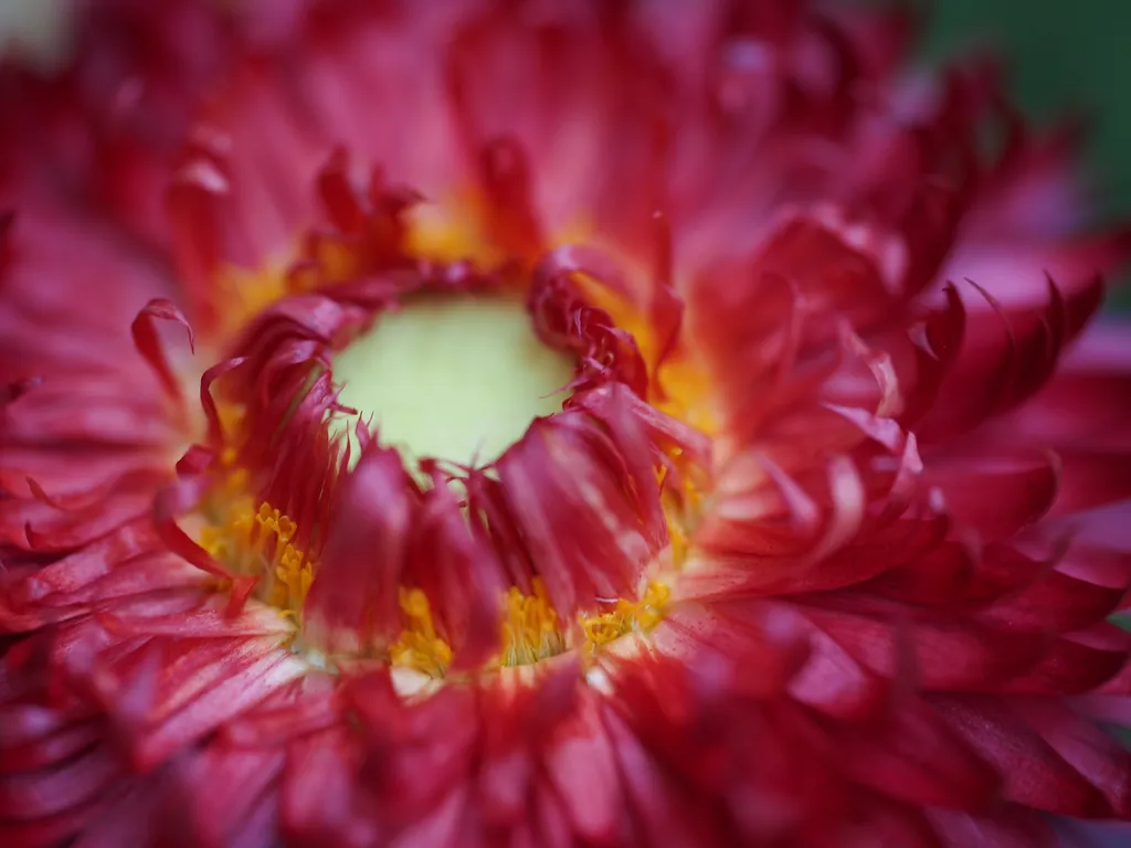 a red flower