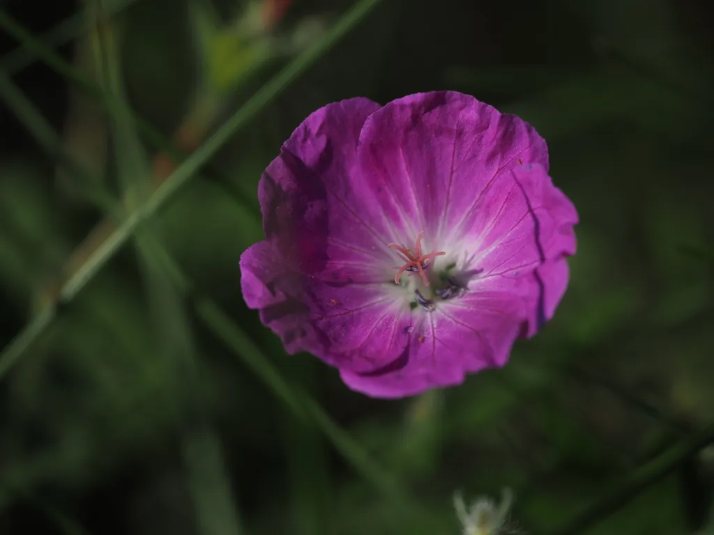 a small pink flower