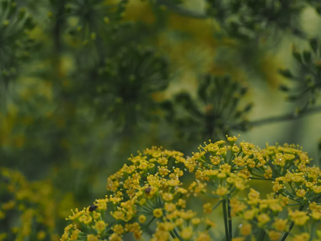 tiny yellow flowers