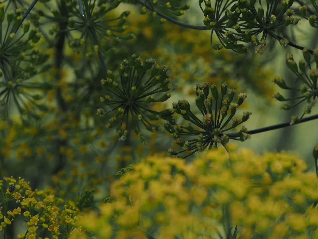 tiny yellow flowers