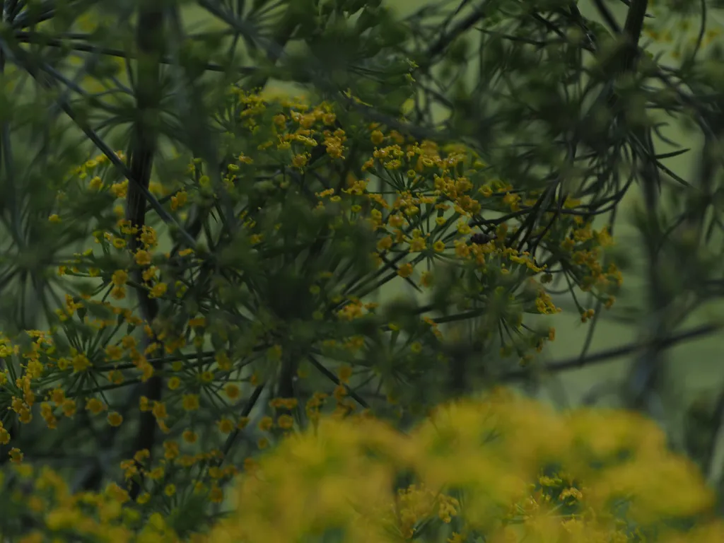 tiny yellow flowers