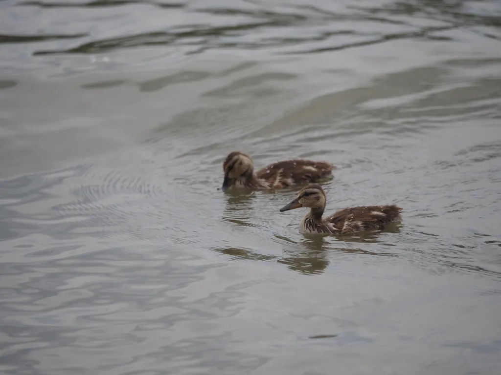 ducks in a river