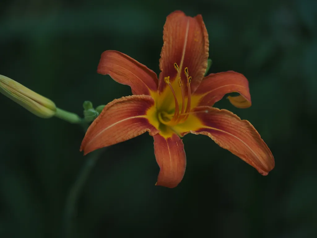 an orange flower