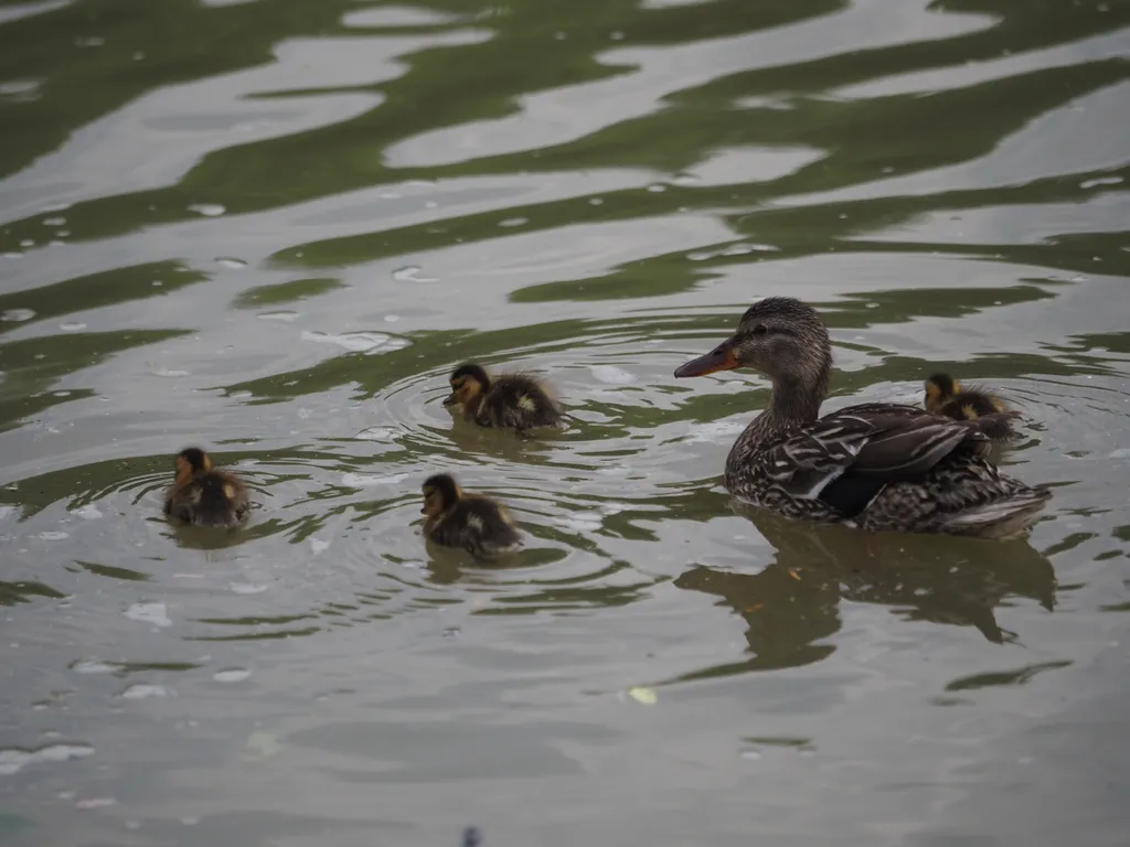 a duck and their ducklings in a river