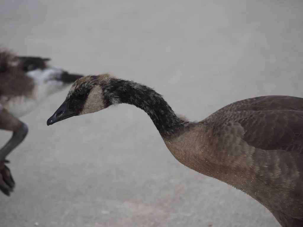 goslings