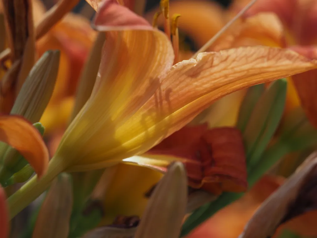 orange flowers