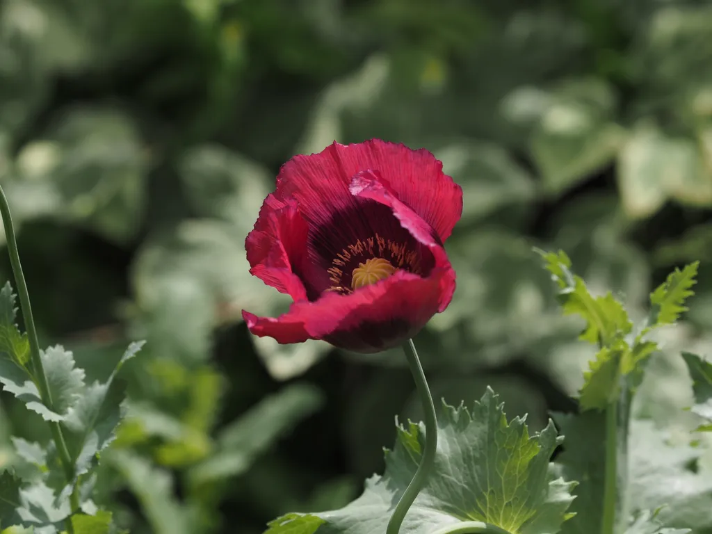 a red flower