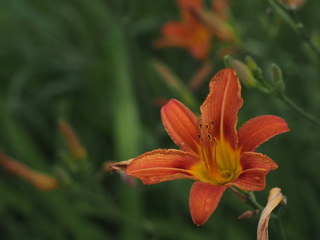 an orange flower