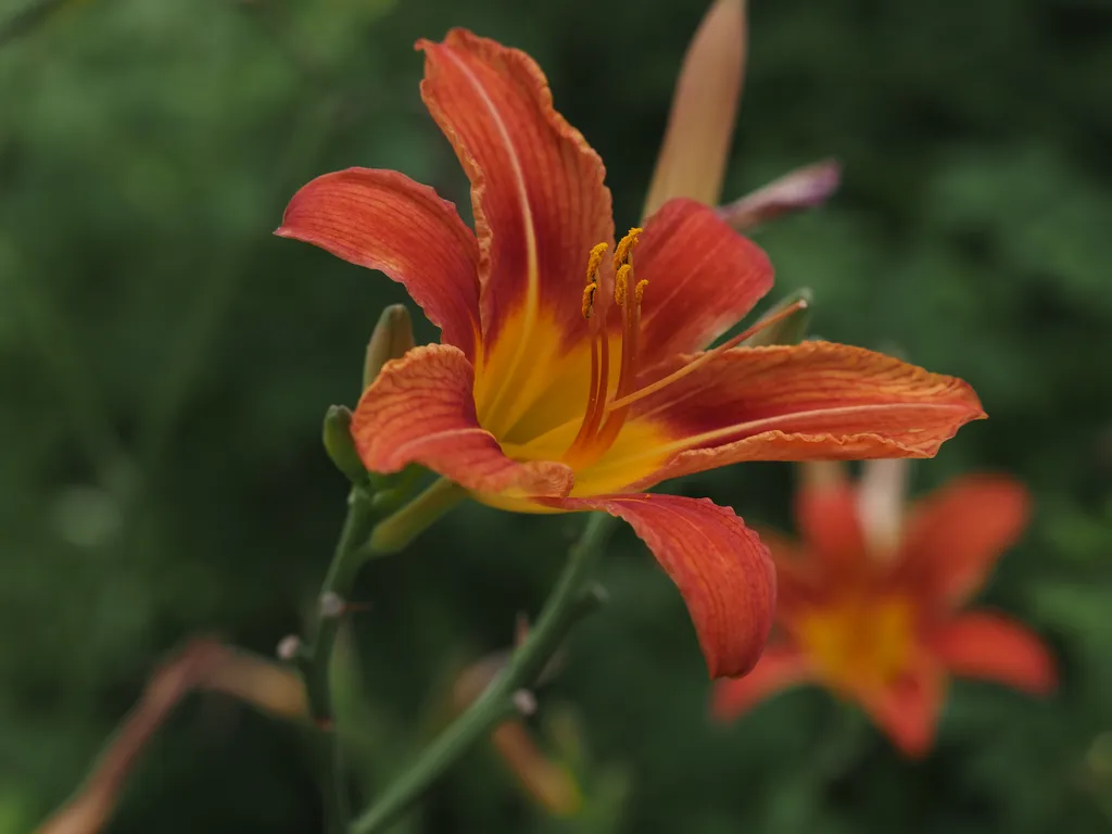 an orange flower