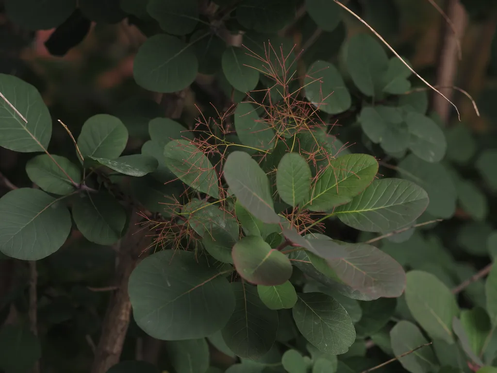 a plant with dark green leaves and branches with spindly red flowers?