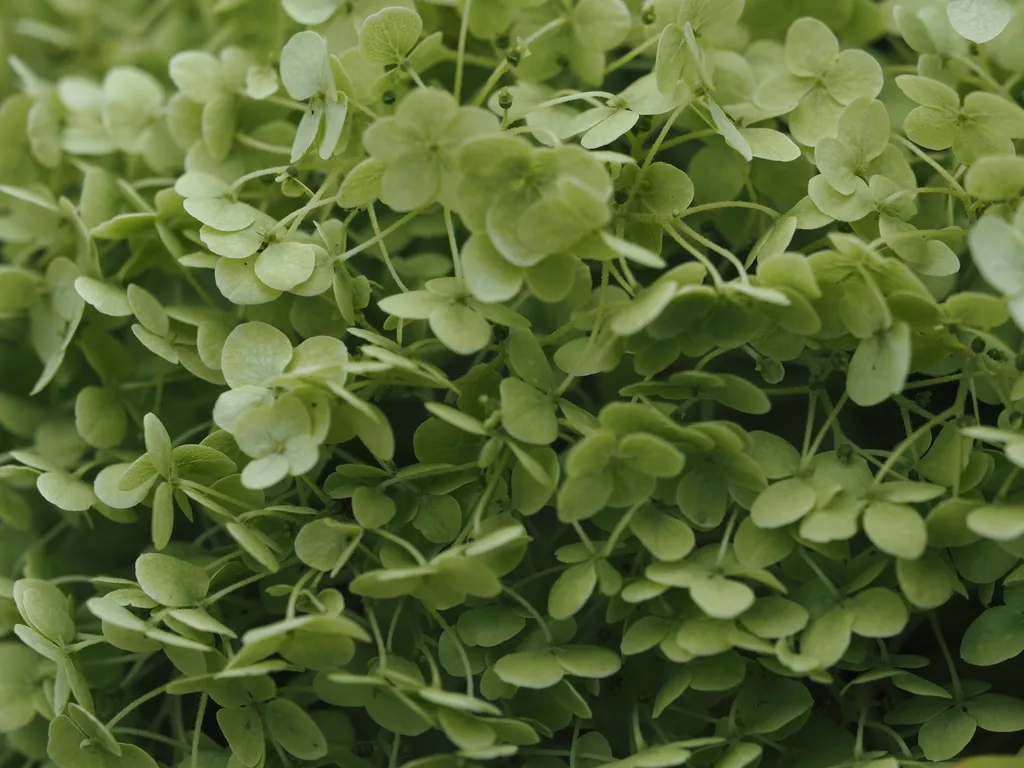 green petals