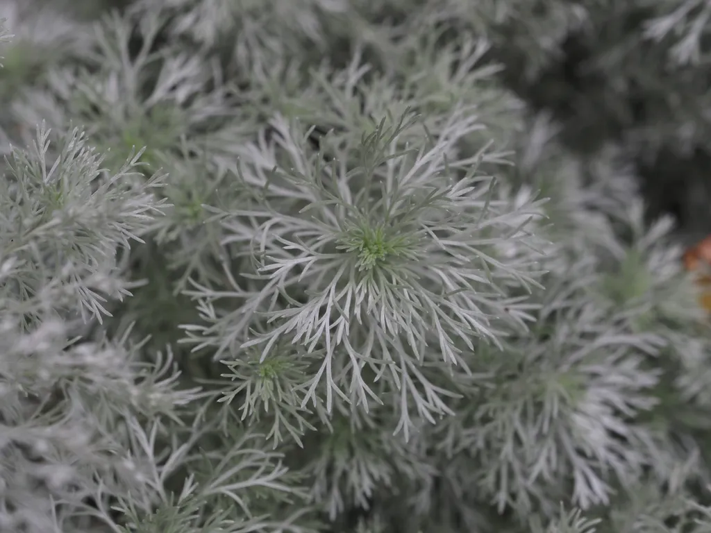 silver leaves