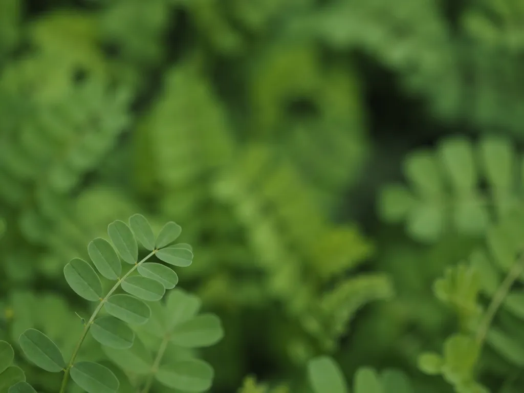 oblong leaves