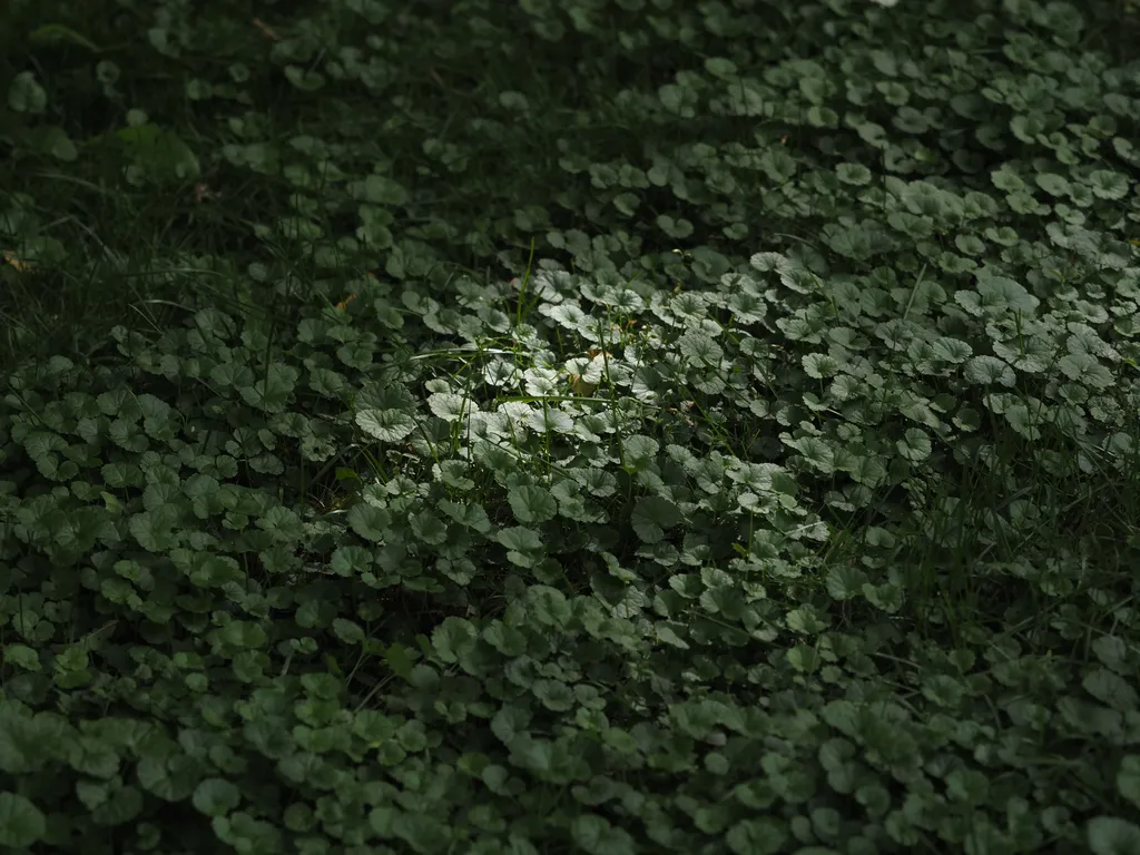 the sun shining on leafy groundcover