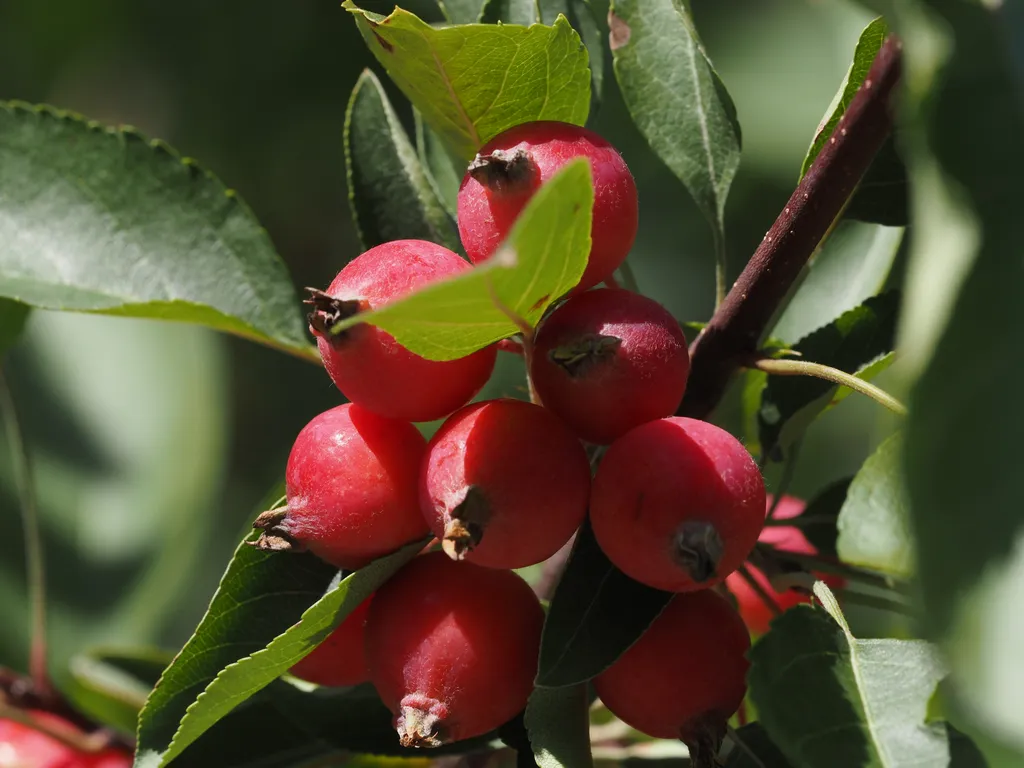 red berries
