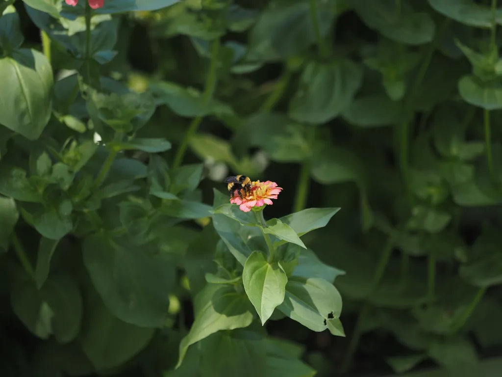 a bee on a flower