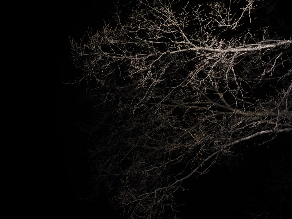 bare branches lit by a streetlight