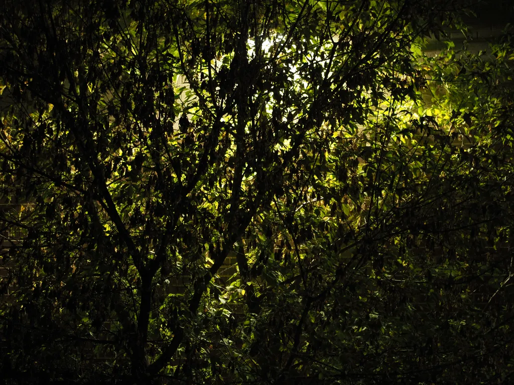 a tree lit from behind at night