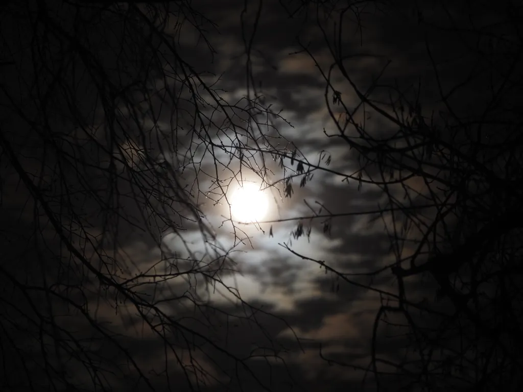 the moon behind clouds and trees