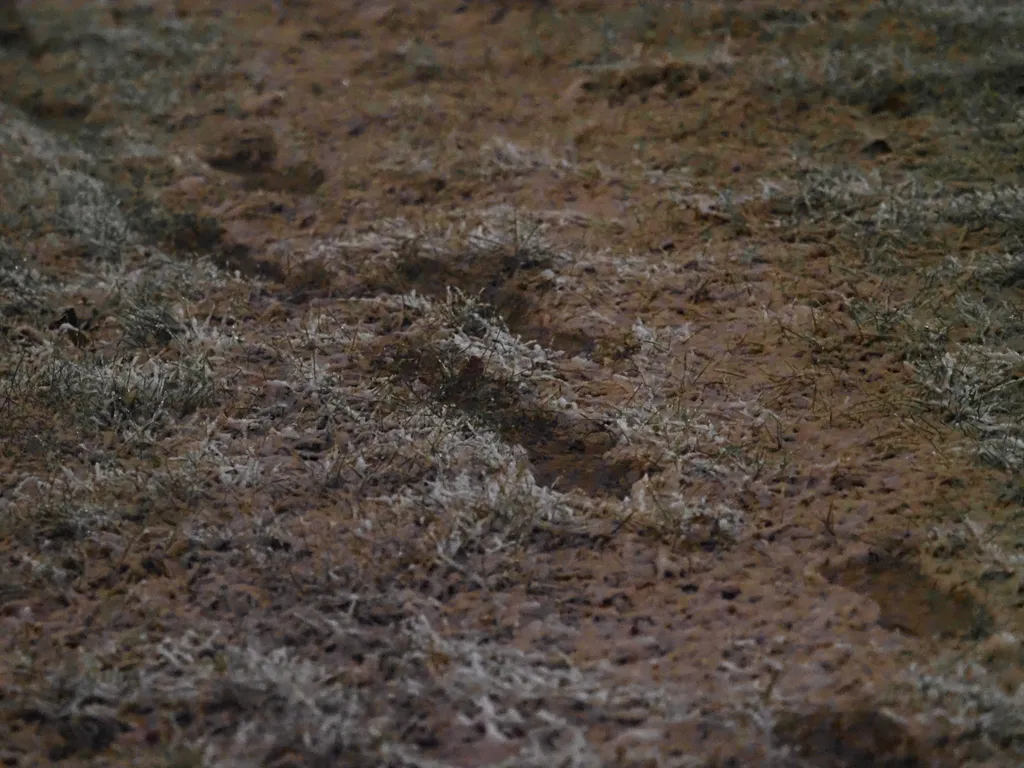 footprints in the snow