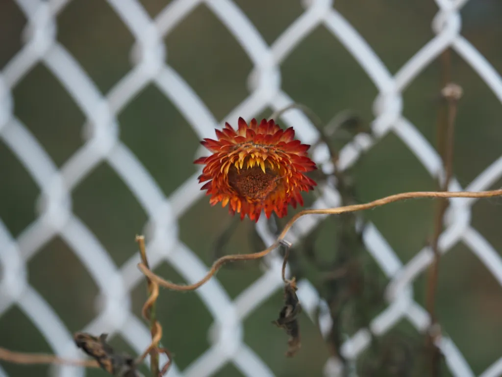 a slightly drooping flower