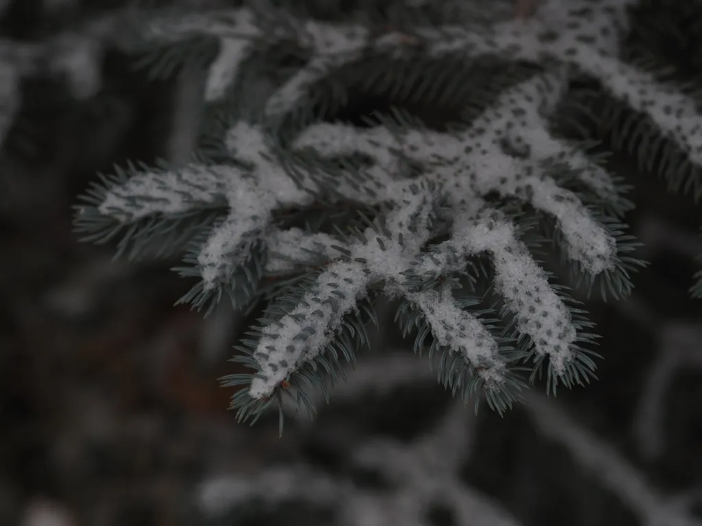 snow on a pine branch