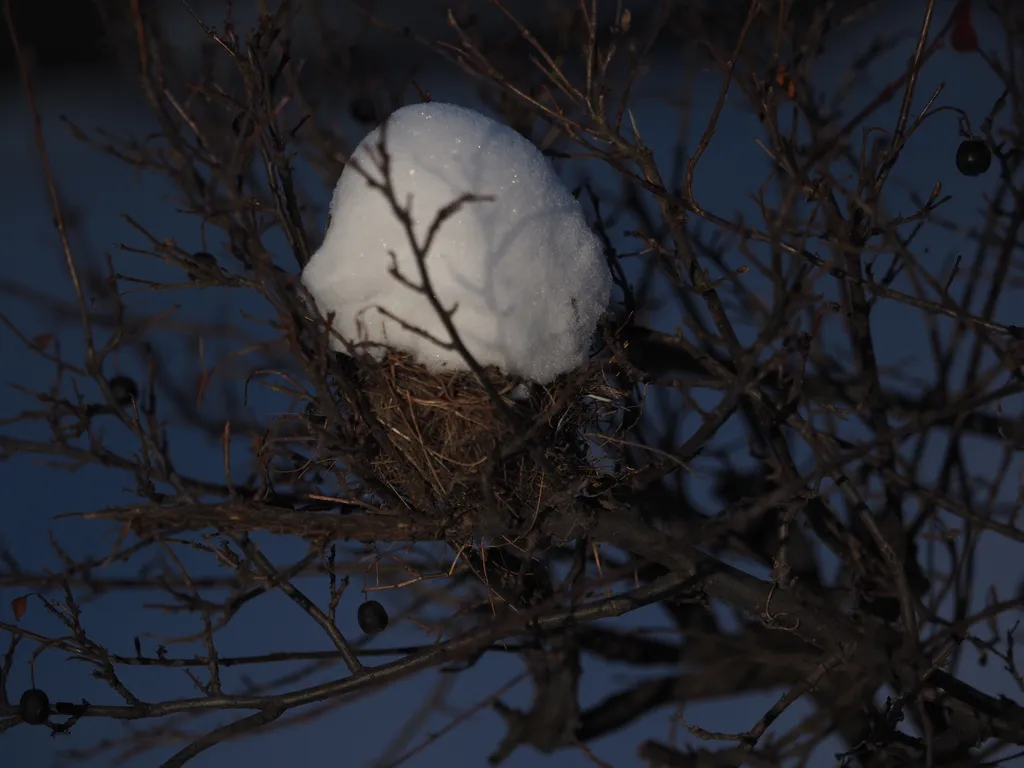 a nest filled with snow