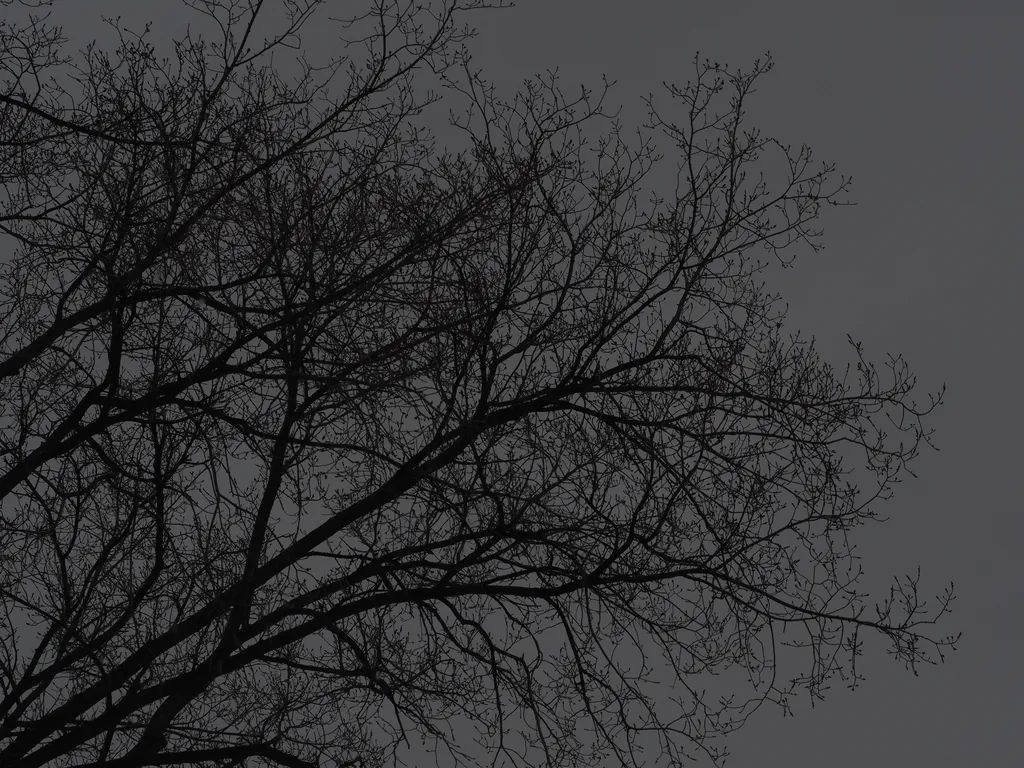 bare branches against a grey sky