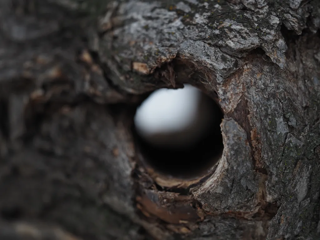 A hole through a tree where a chainlink fence was
