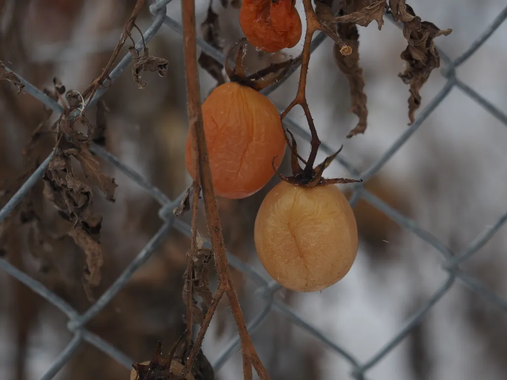 tomatoes still on the vine