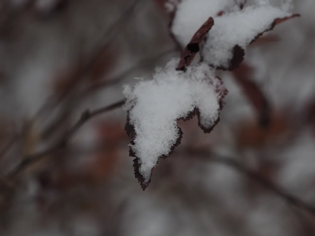 snow on a leaf