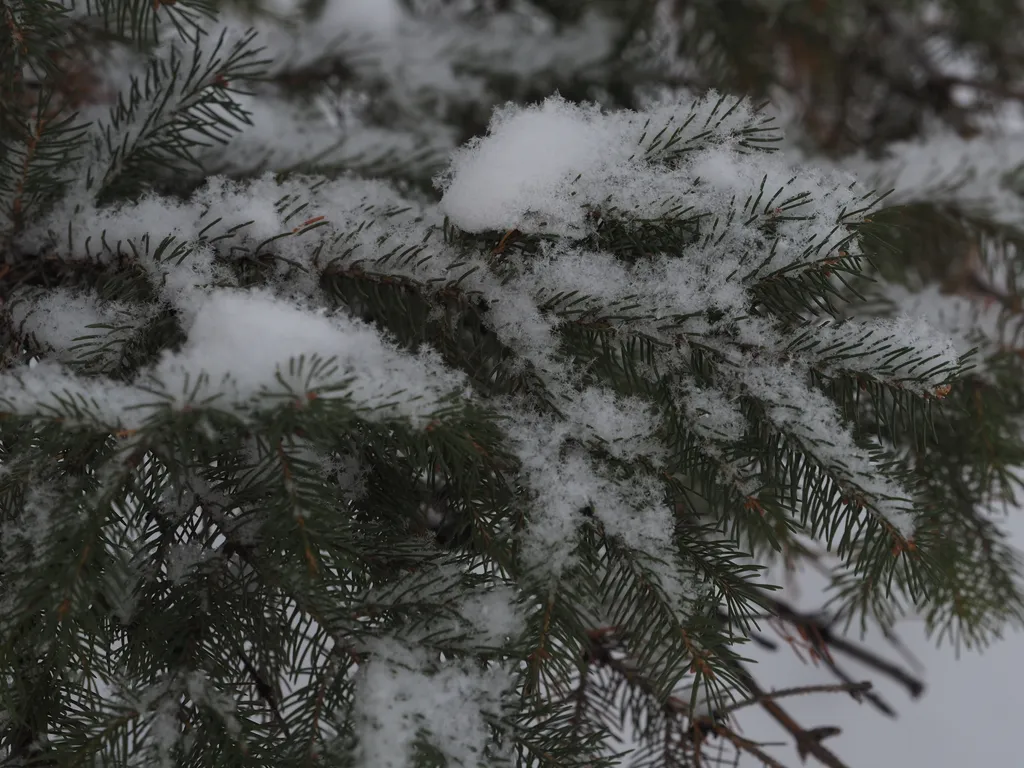 snow on pine branches