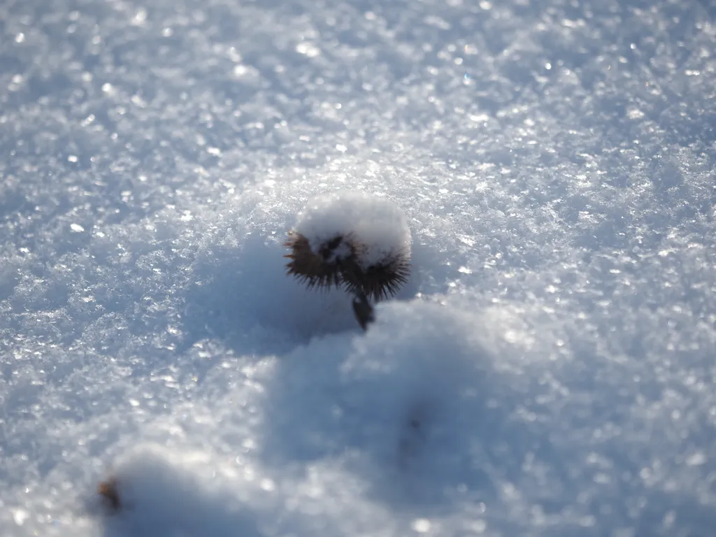 dried plants in fresh snow