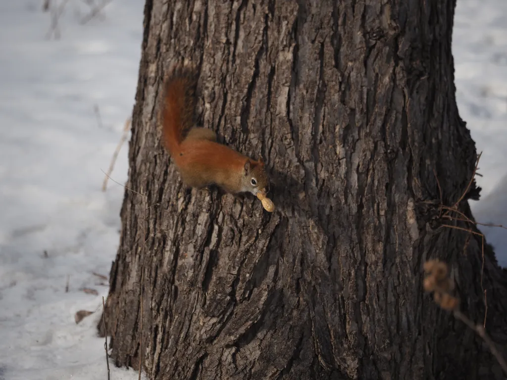 a squirrel with a peanut in its mouth