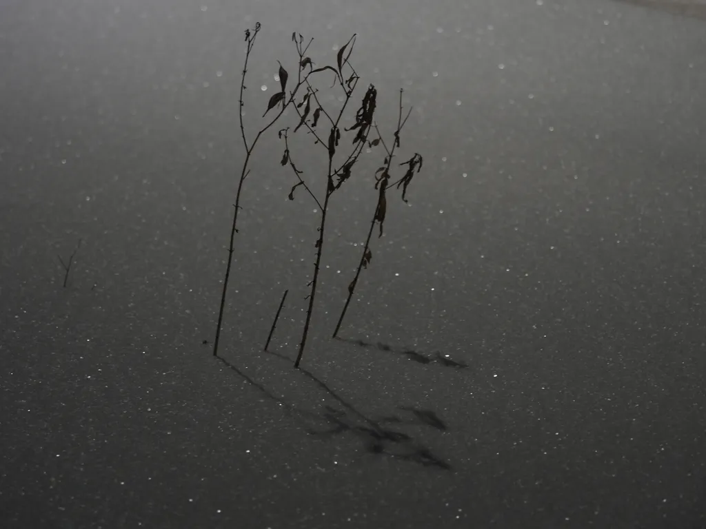 plants casting shadows on the snow