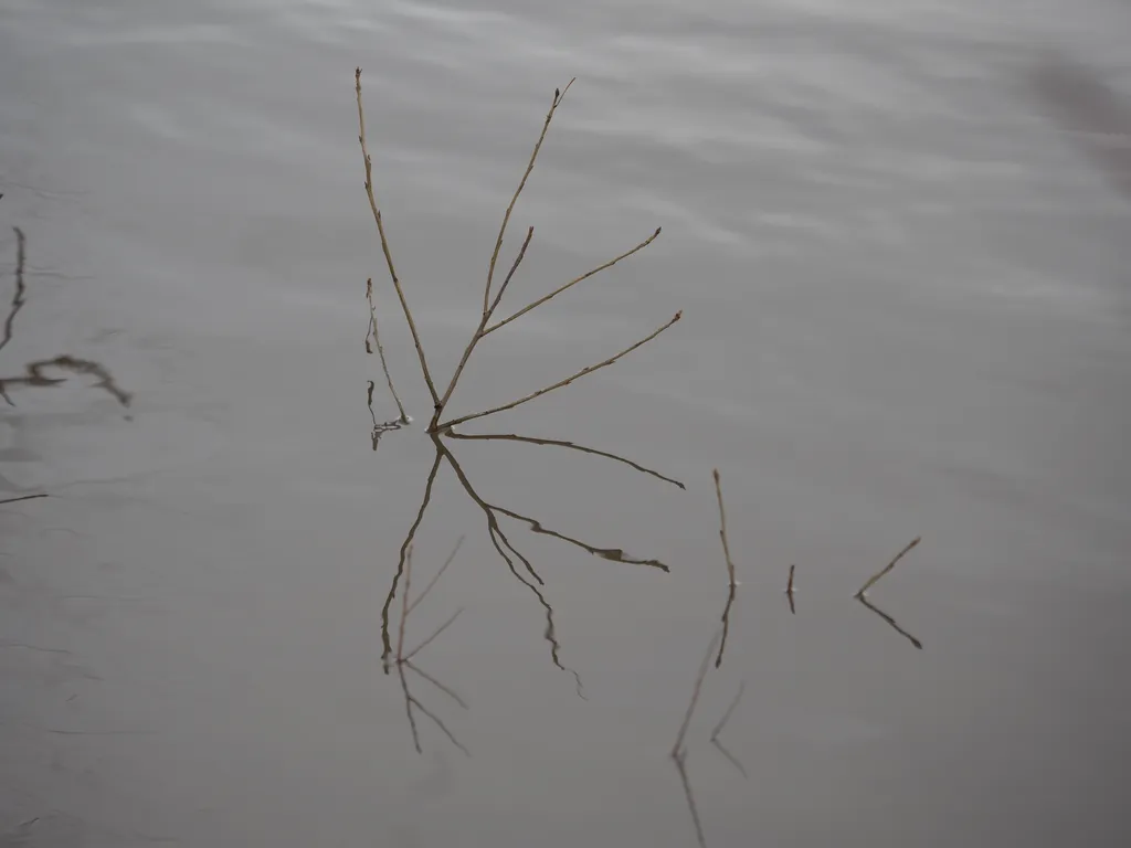 branches emerging from a flooded river