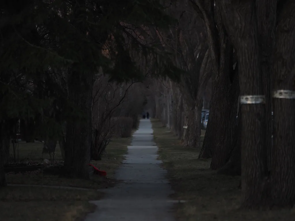 a sidewalk flanked by trees