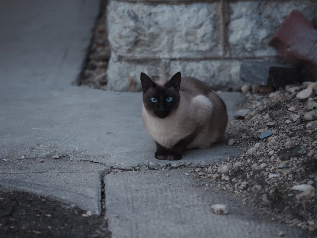 a cat staring at the camera