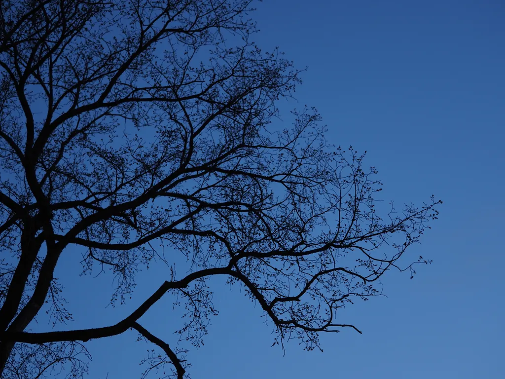 the branches of a tree against a blue sky