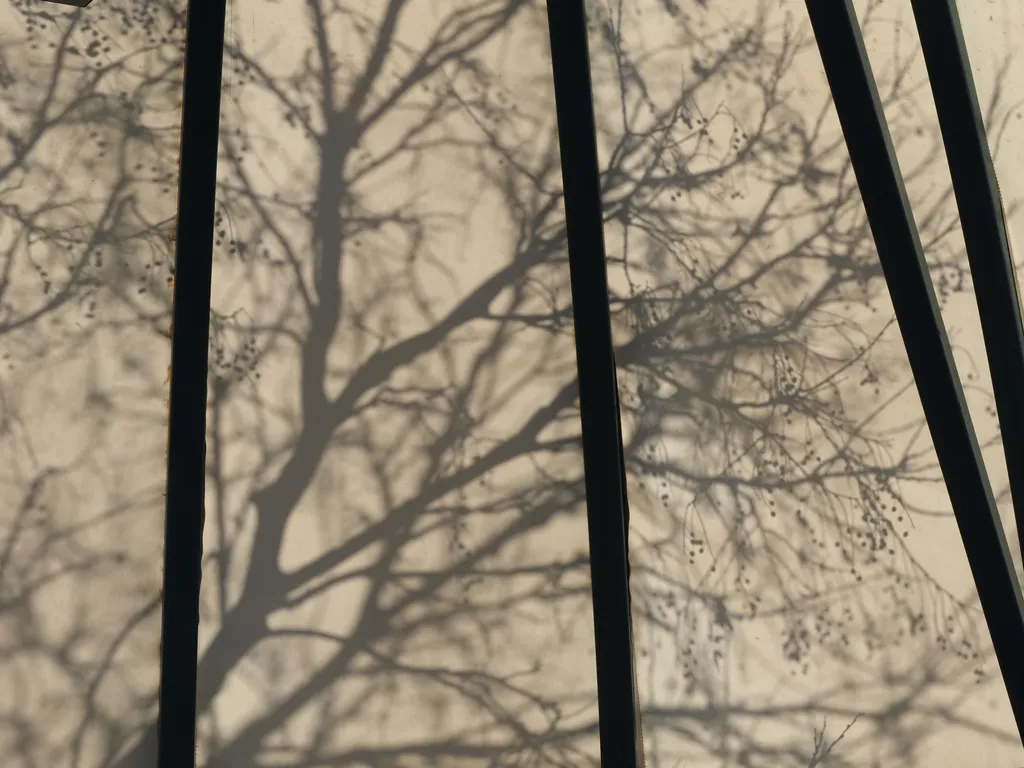 shadows cast on a canopy by branches