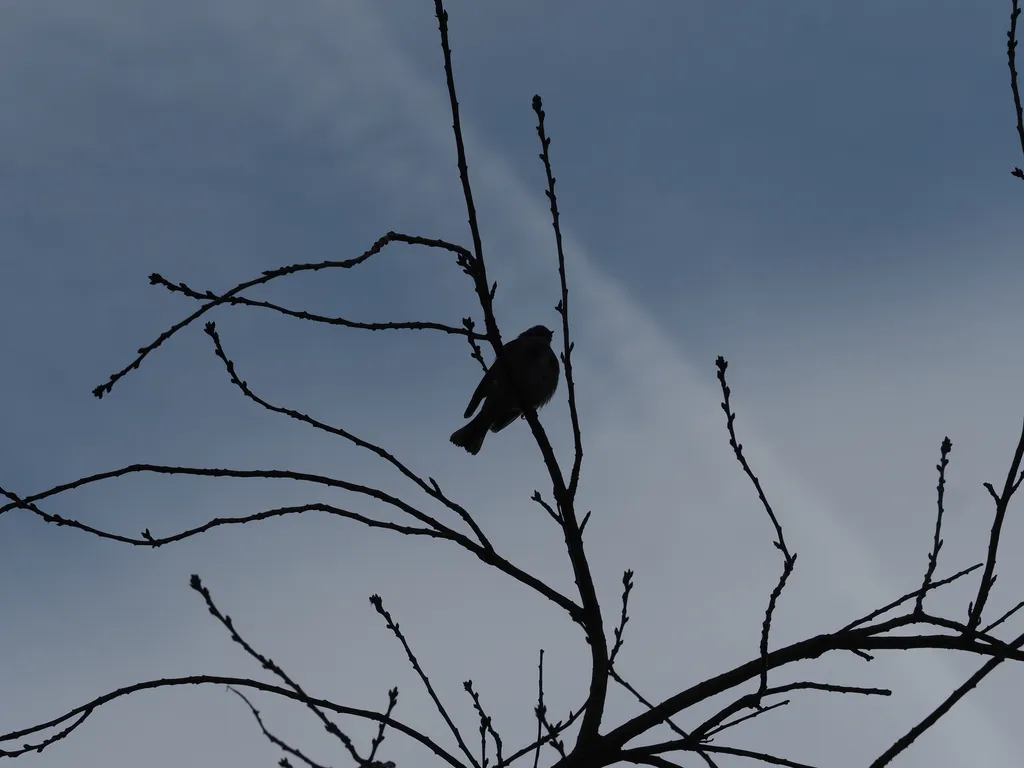 a bird in a tree