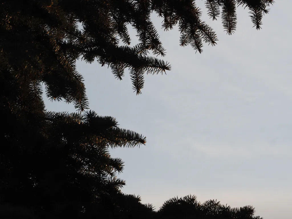 pine branches against the sky